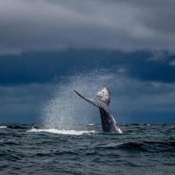 Ανατολικός Καναδάς: Μαθαίνοντας την ηρεμία από τις φάλαινες